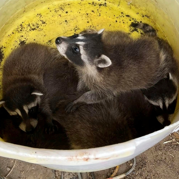 This photo provided by Morgan County (UT) Fire & EMS shows an abandoned litter of baby raccoons that found at a construction site in northern Utah by a demolition crew on Wednesday, June 14, 2023. The Morgan County Fire Department in northern Utah said the crew called after hearing eight baby raccoons chirping beneath the rubble at their site and brought them to the fire station on Wednesday until they could find new homes. (Morgan County (UT) Fire & EMS via AP)